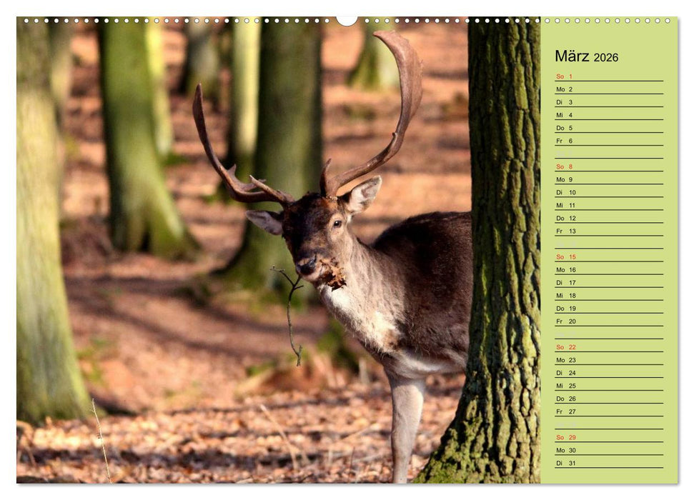 Hirsche - Könige des Waldes/Geburtstagskalender (CALVENDO Wandkalender 2026)