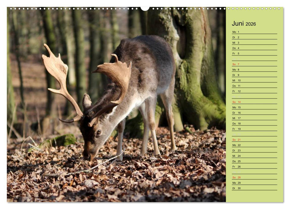 Hirsche - Könige des Waldes/Geburtstagskalender (CALVENDO Wandkalender 2026)