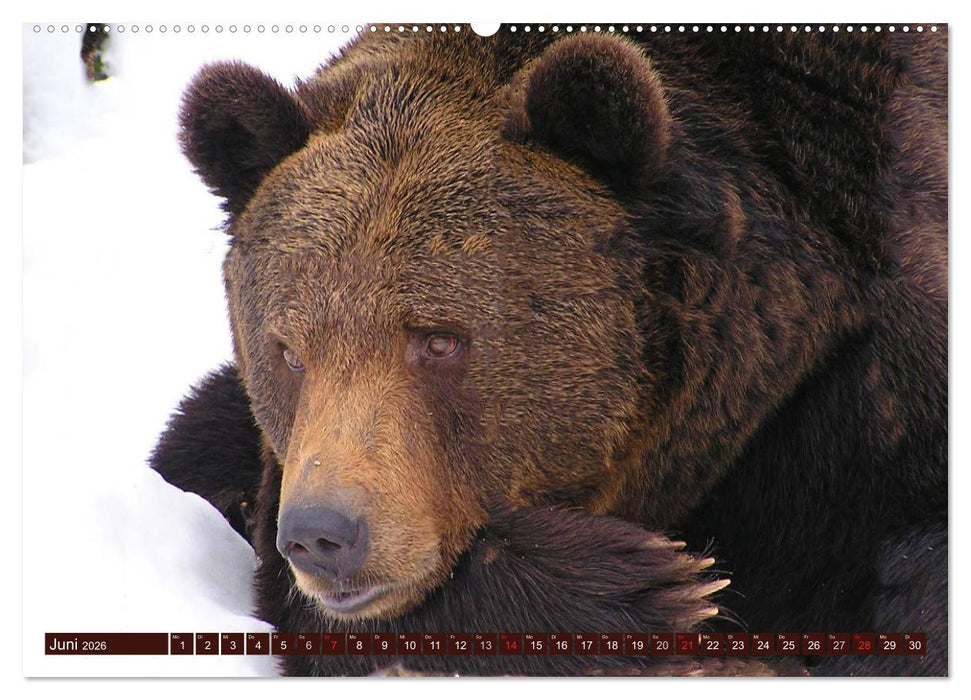 Bären (CALVENDO Wandkalender 2026)
