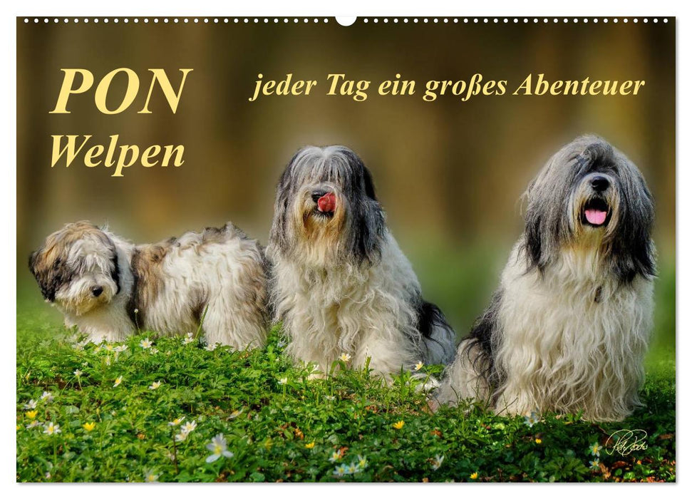 PON - Welpen, jeder Tag ein großes Abenteuer (CALVENDO Wandkalender 2026)