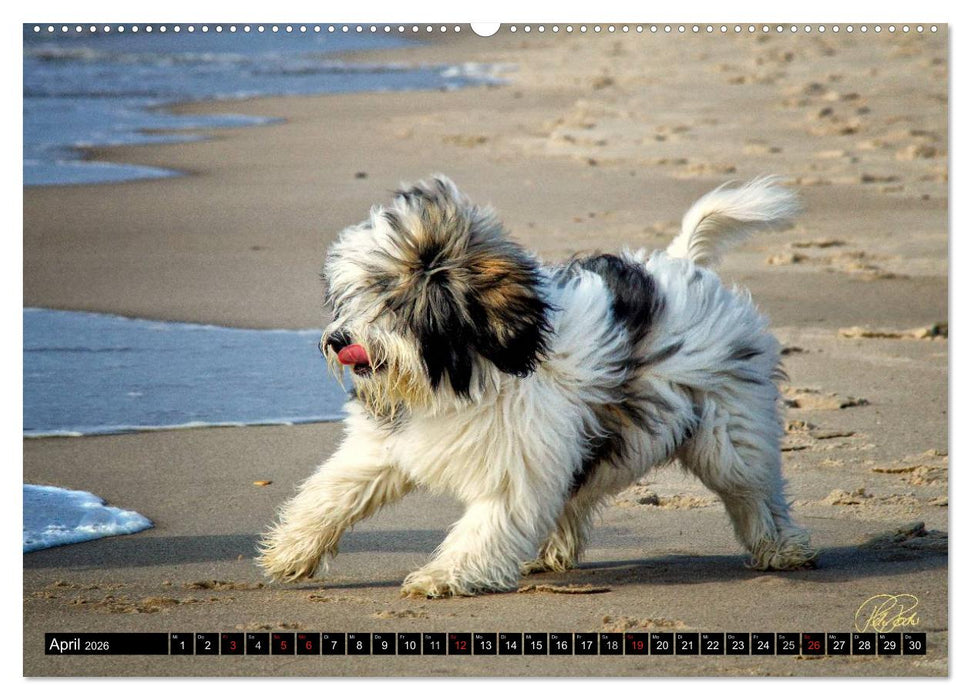 PON - Welpen, jeder Tag ein großes Abenteuer (CALVENDO Wandkalender 2026)