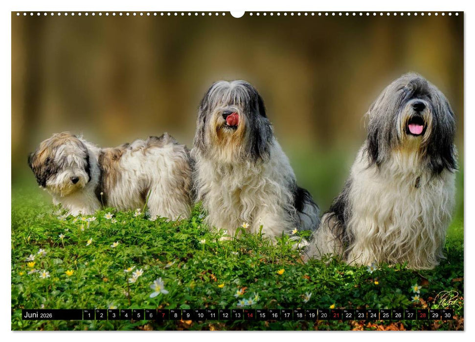PON - Welpen, jeder Tag ein großes Abenteuer (CALVENDO Wandkalender 2026)