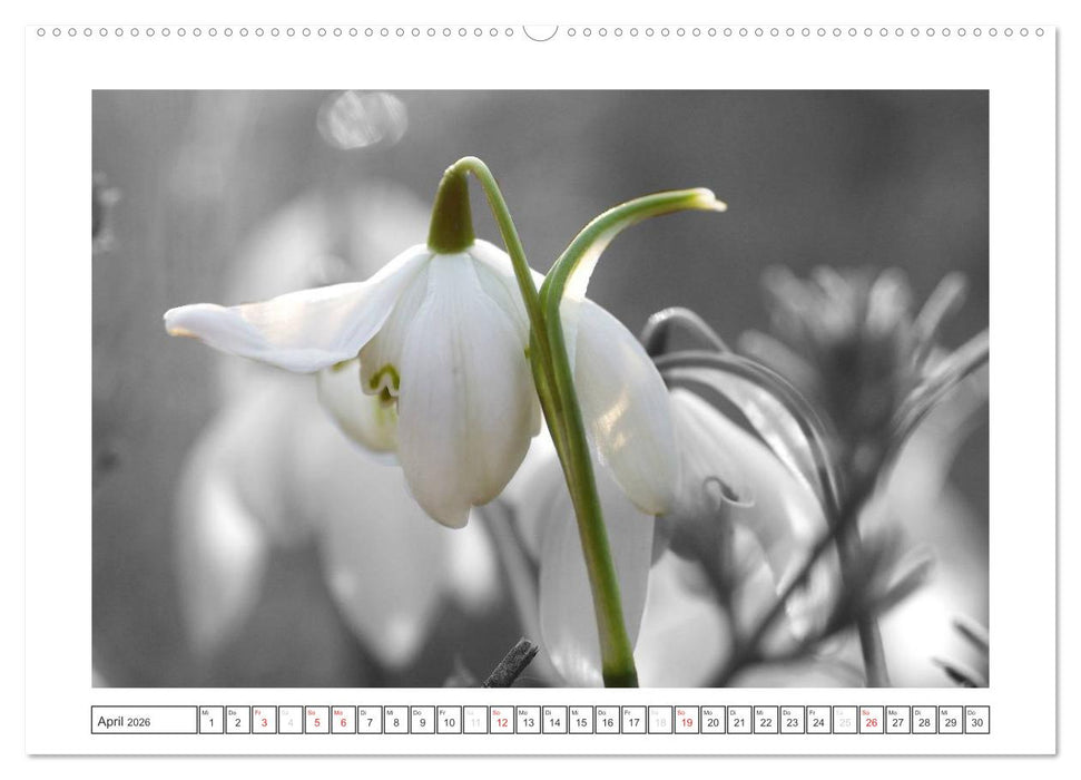 Natur schwarz - weiß Malerei (CALVENDO Wandkalender 2026)