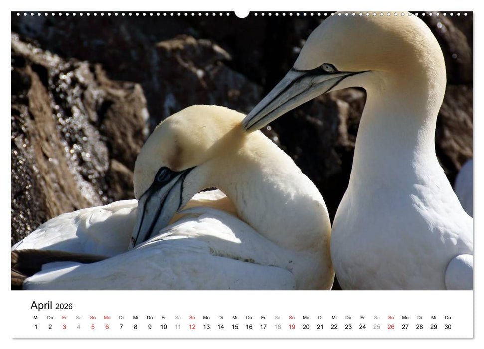 Wildes Schottland 2026 (CALVENDO Wandkalender 2026)