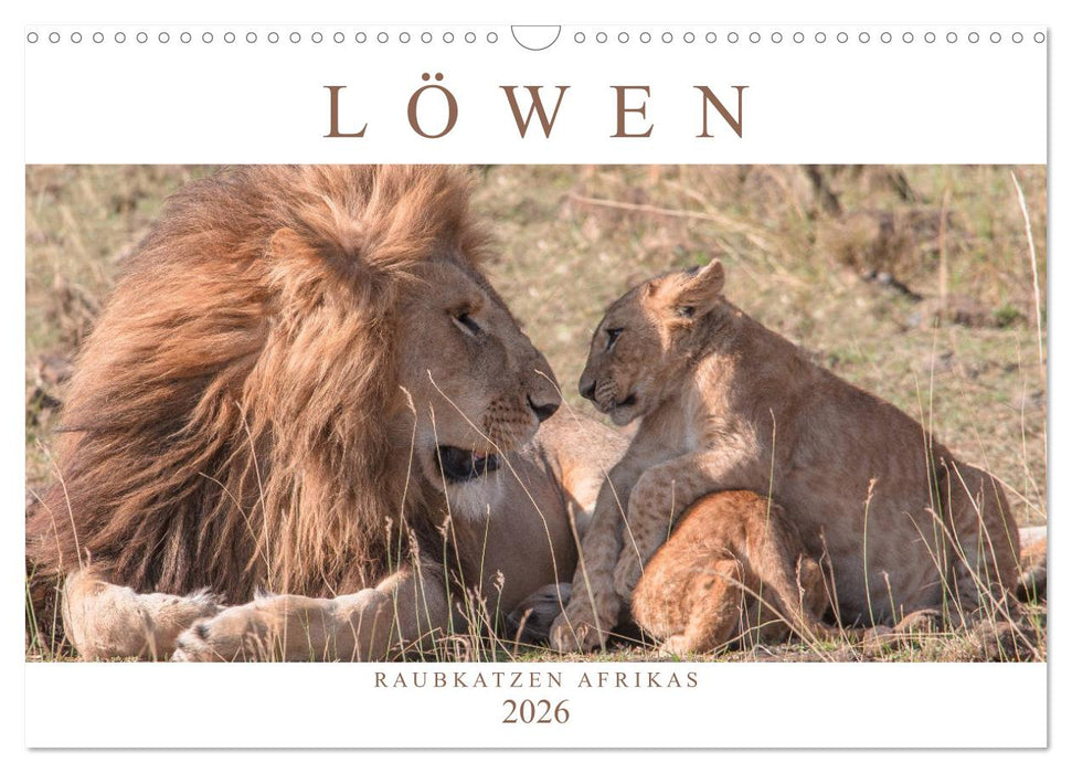 Löwen - Raubkatzen Afrikas (CALVENDO Wandkalender 2026)