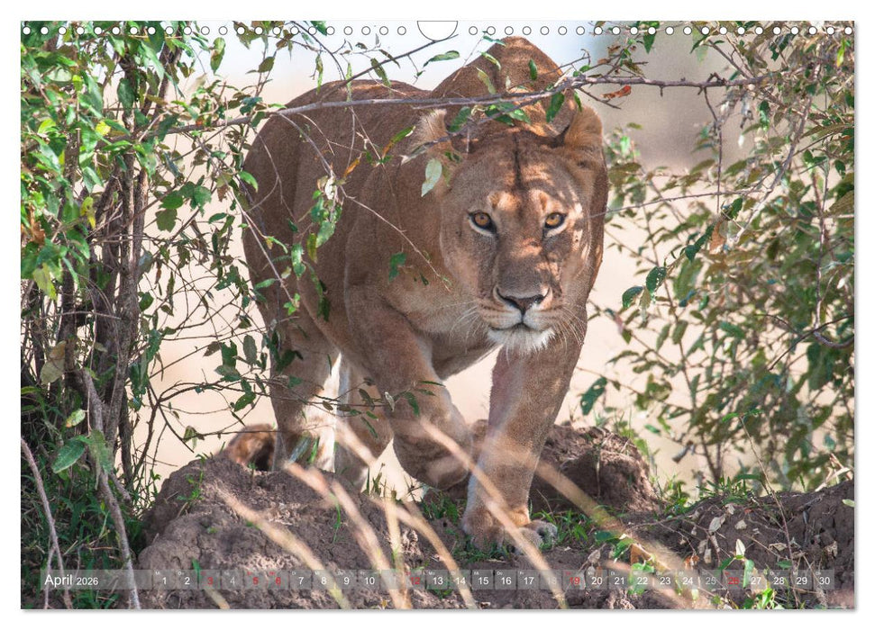 Löwen - Raubkatzen Afrikas (CALVENDO Wandkalender 2026)