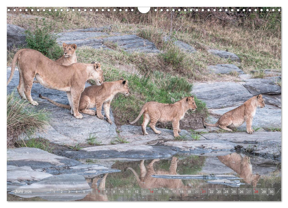Löwen - Raubkatzen Afrikas (CALVENDO Wandkalender 2026)