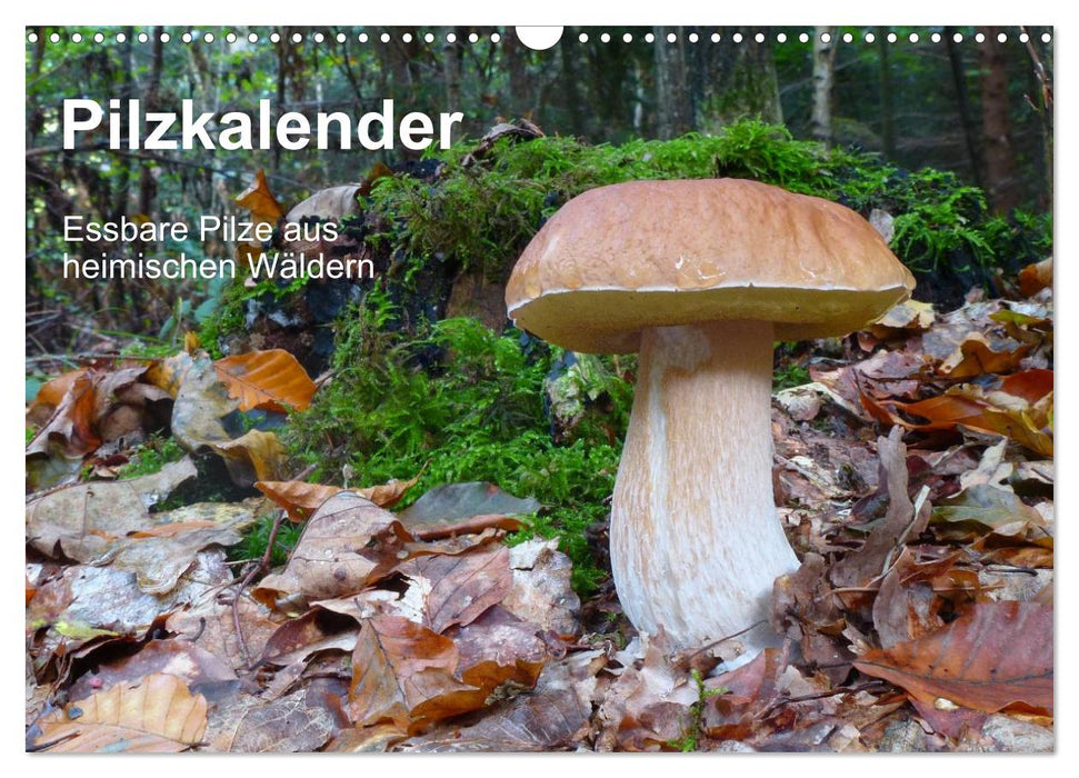 Pilzkalender (CALVENDO Wandkalender 2026)