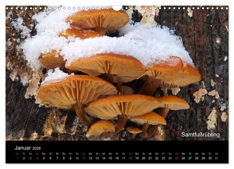 Pilzkalender (CALVENDO Wandkalender 2026)