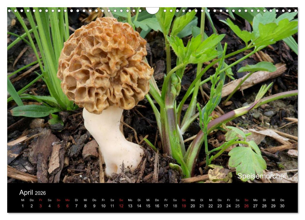 Pilzkalender (CALVENDO Wandkalender 2026)