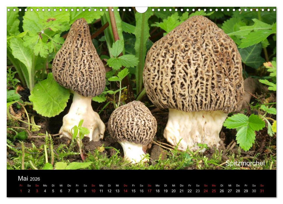 Pilzkalender (CALVENDO Wandkalender 2026)