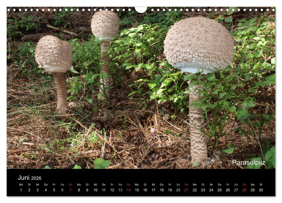 Pilzkalender (CALVENDO Wandkalender 2026)