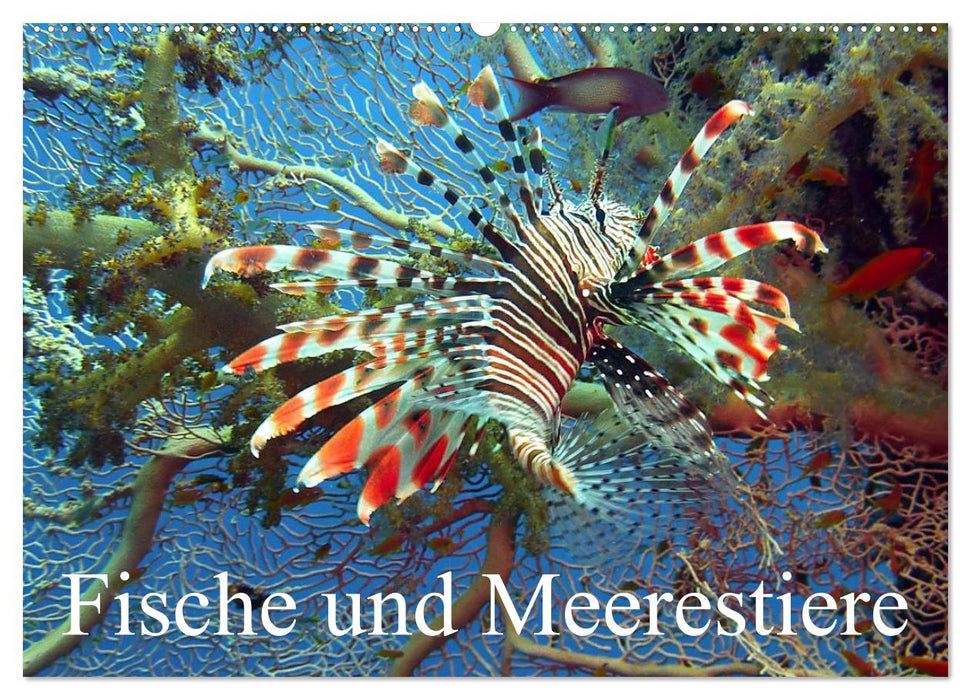 Fische und Meerestiere (CALVENDO Wandkalender 2026)