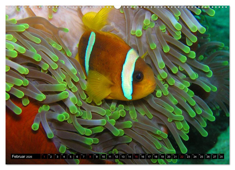 Fische und Meerestiere (CALVENDO Wandkalender 2026)