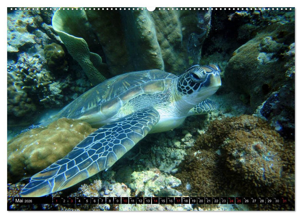 Fische und Meerestiere (CALVENDO Wandkalender 2026)