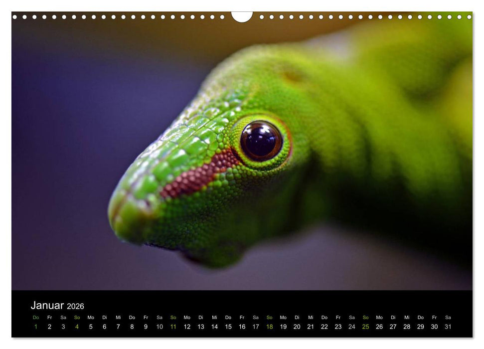 Reptilien (CALVENDO Wandkalender 2026)