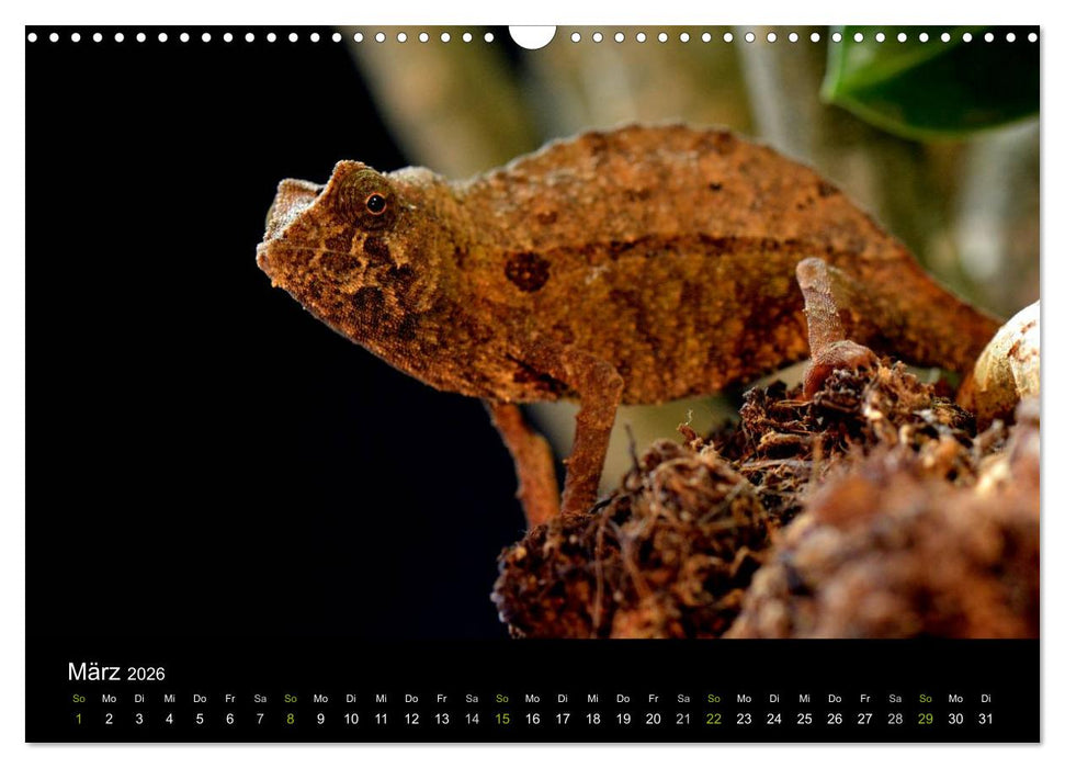 Reptilien (CALVENDO Wandkalender 2026)
