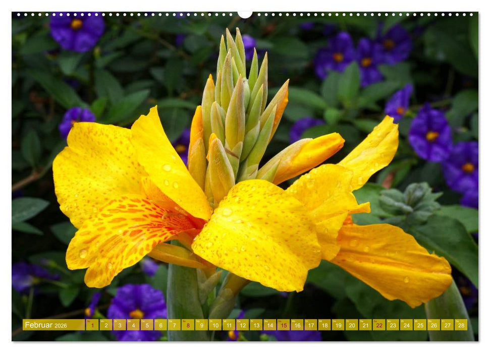 Flower Power - Zauberhafte Kübelpflanzen (CALVENDO Premium Wandkalender 2026)