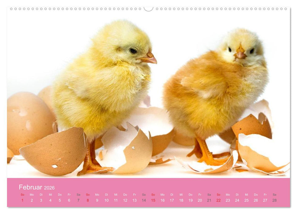 Süße Tier-Babys! (CALVENDO Premium Wandkalender 2026)