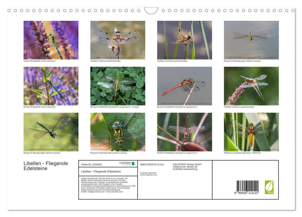 Libellen - Fliegende Edelsteine (CALVENDO Wandkalender 2026)