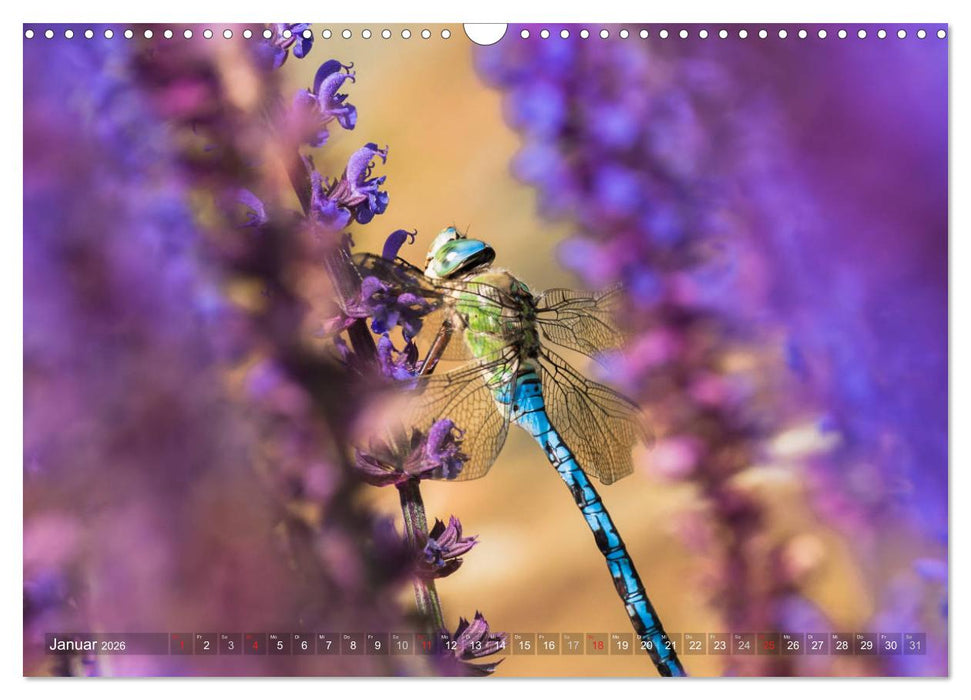 Libellen - Fliegende Edelsteine (CALVENDO Wandkalender 2026)