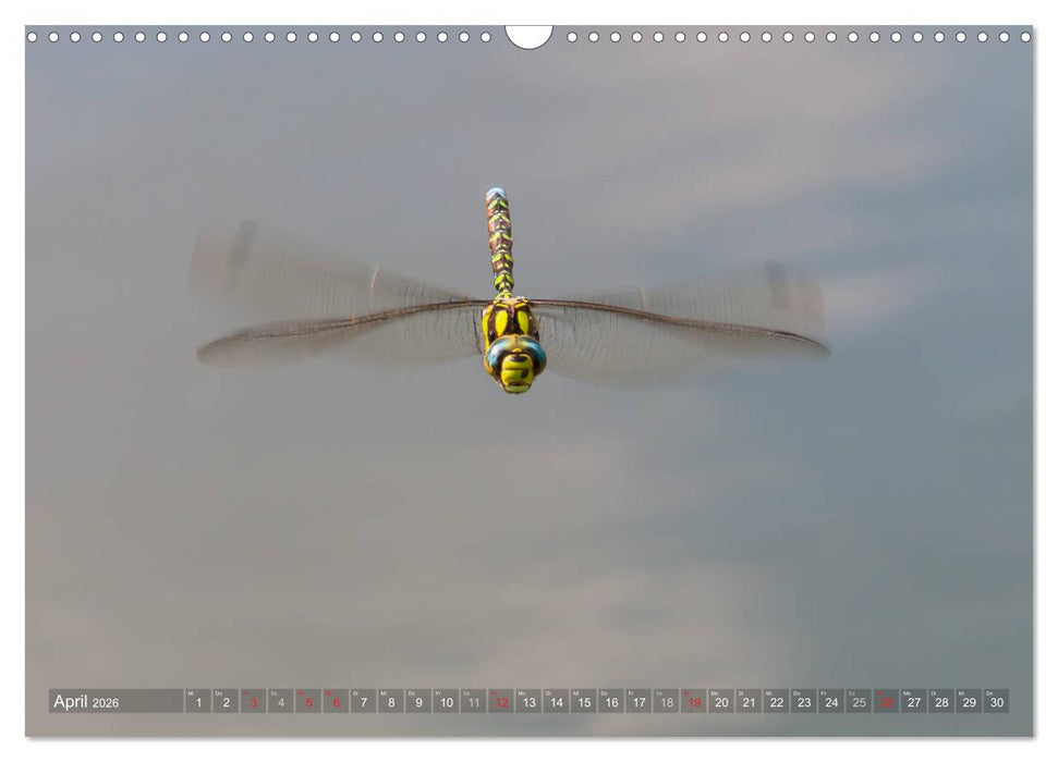 Libellen - Fliegende Edelsteine (CALVENDO Wandkalender 2026)