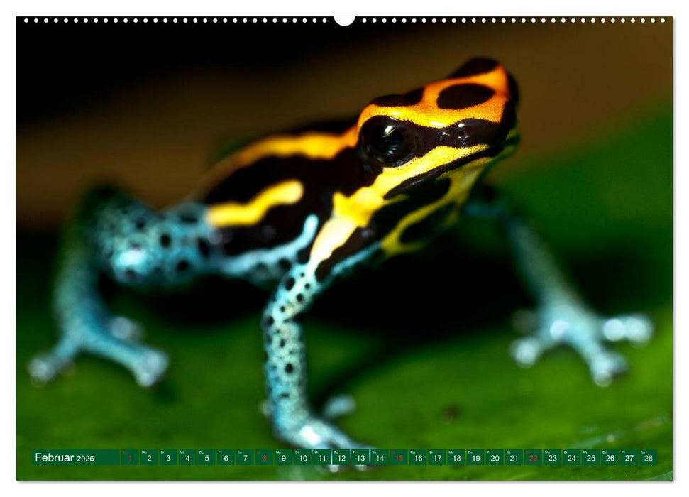 Kröten & Frösche (CALVENDO Premium Wandkalender 2026)