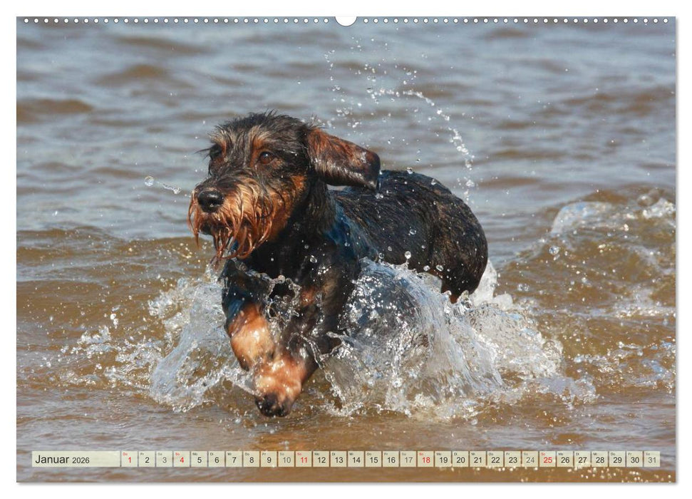 Liebenswerte Rabauken Rauhaardackel / CH-Version (CALVENDO Premium Wandkalender 2026)