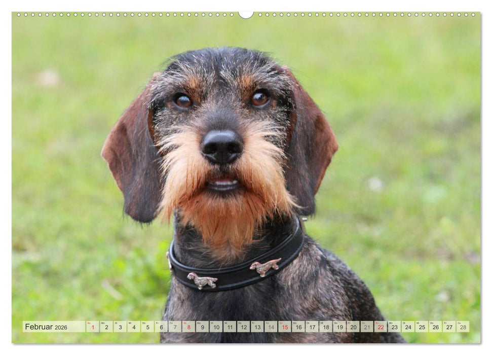 Liebenswerte Rabauken Rauhaardackel / CH-Version (CALVENDO Premium Wandkalender 2026)