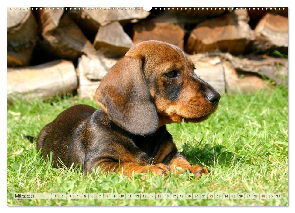 Liebenswerte Rabauken Rauhaardackel / CH-Version (CALVENDO Premium Wandkalender 2026)