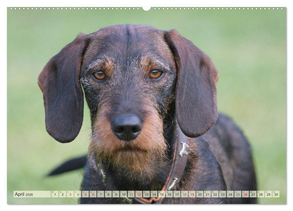 Liebenswerte Rabauken Rauhaardackel / CH-Version (CALVENDO Premium Wandkalender 2026)
