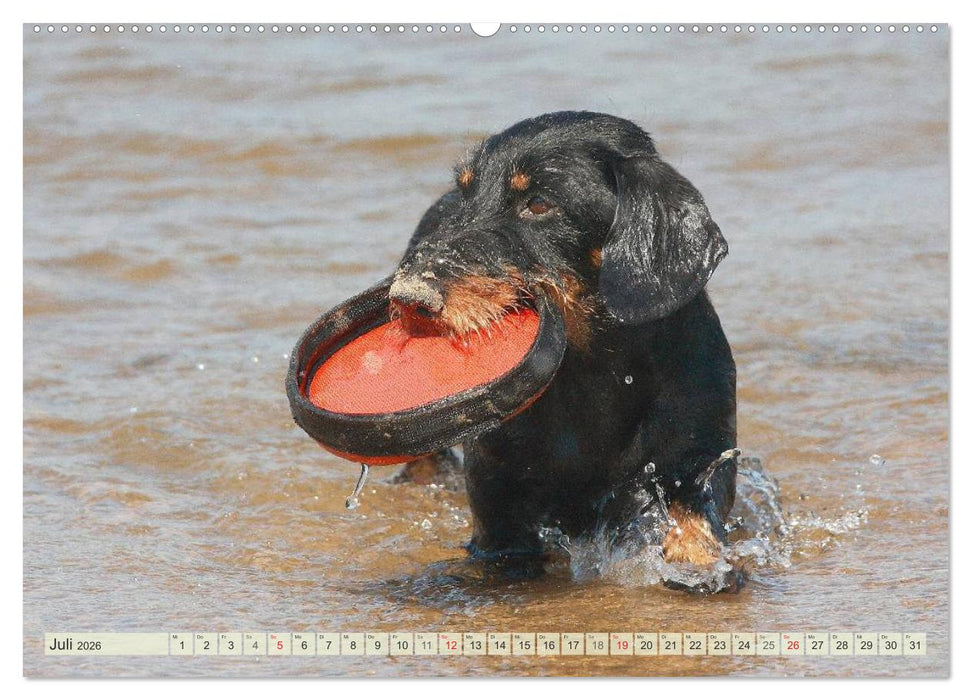 Liebenswerte Rabauken Rauhaardackel / CH-Version (CALVENDO Premium Wandkalender 2026)