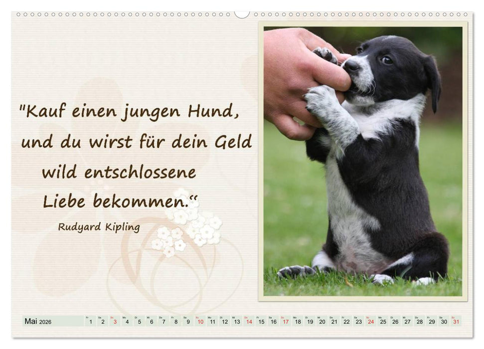 Mit Hundezitaten gut durchs Jahr / CH-Version (CALVENDO Premium Wandkalender 2026)