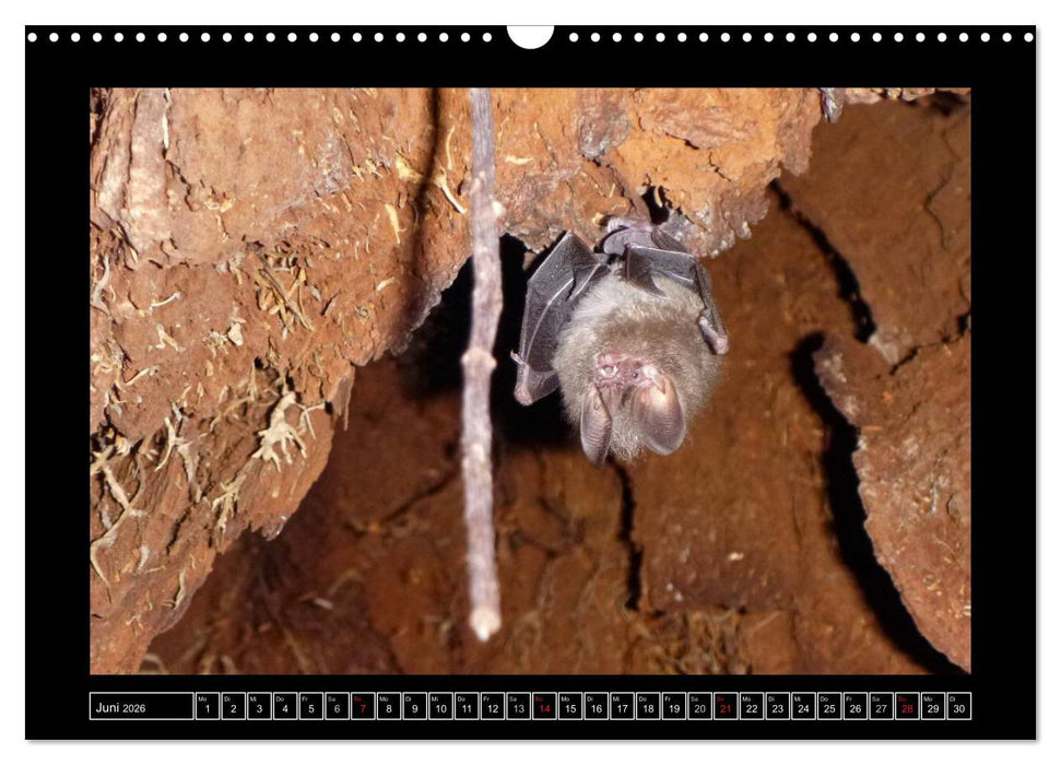 Venezuela & Caracas (CALVENDO Wandkalender 2026)