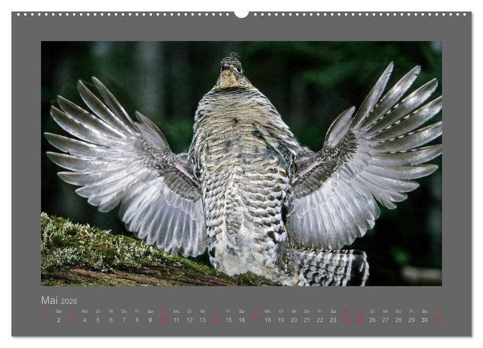 VÖGEL (CALVENDO Premium Wandkalender 2026)