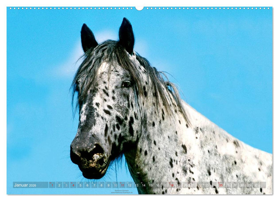 Faszination Kaltblut (CALVENDO Premium Wandkalender 2026)