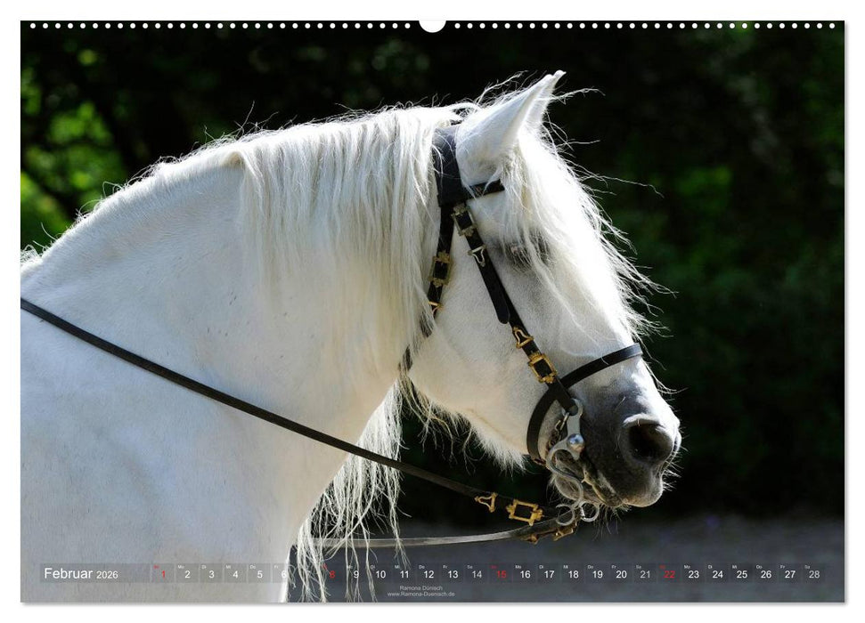 Faszination Kaltblut (CALVENDO Premium Wandkalender 2026)