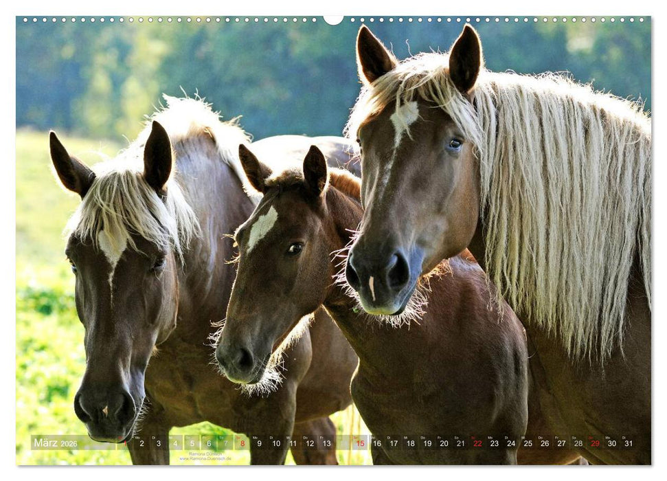 Faszination Kaltblut (CALVENDO Premium Wandkalender 2026)