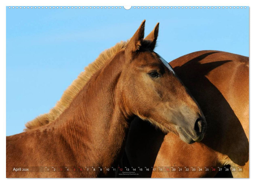 Faszination Kaltblut (CALVENDO Premium Wandkalender 2026)