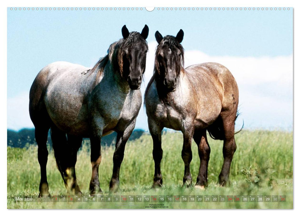 Faszination Kaltblut (CALVENDO Premium Wandkalender 2026)