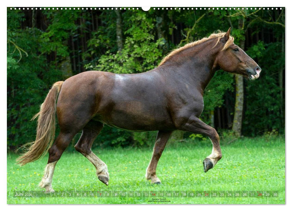 Faszination Kaltblut (CALVENDO Premium Wandkalender 2026)