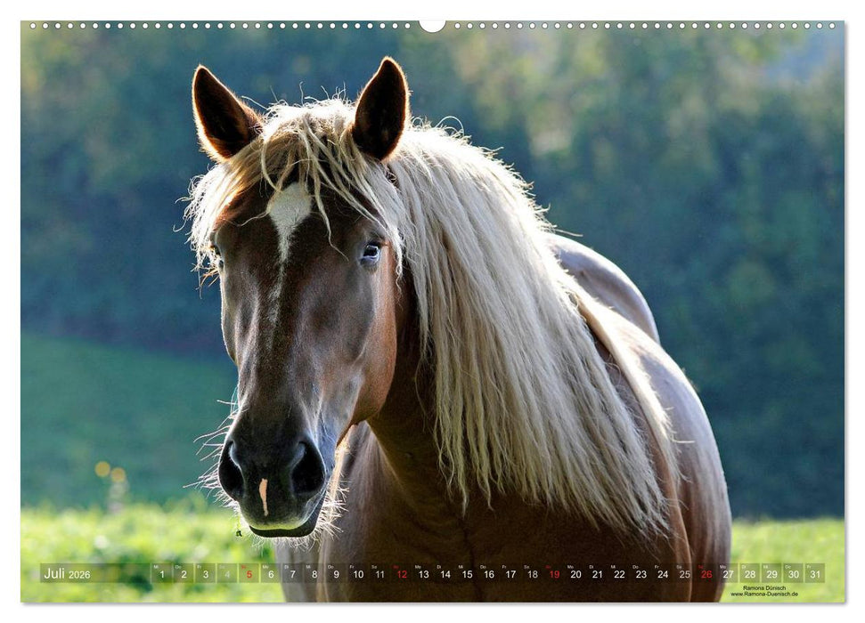 Faszination Kaltblut (CALVENDO Premium Wandkalender 2026)