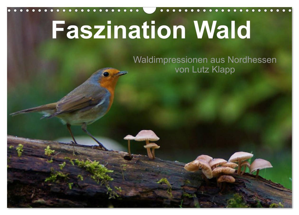 Faszination Wald. Waldimpressionen aus Nordhessen von Lutz Klapp (CALVENDO Wandkalender 2026)