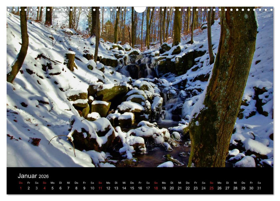 Faszination Wald. Waldimpressionen aus Nordhessen von Lutz Klapp (CALVENDO Wandkalender 2026)