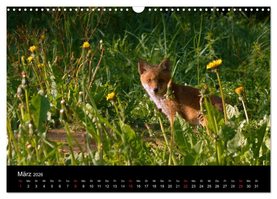 Faszination Wald. Waldimpressionen aus Nordhessen von Lutz Klapp (CALVENDO Wandkalender 2026)