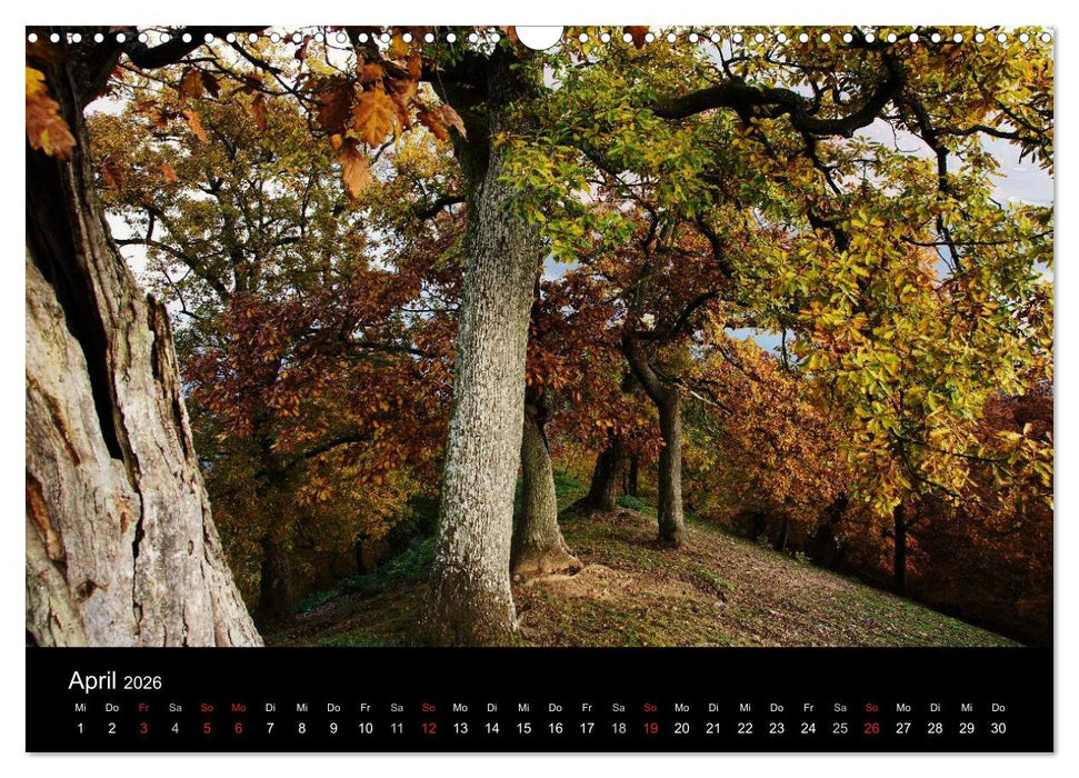 Faszination Wald. Waldimpressionen aus Nordhessen von Lutz Klapp (CALVENDO Wandkalender 2026)