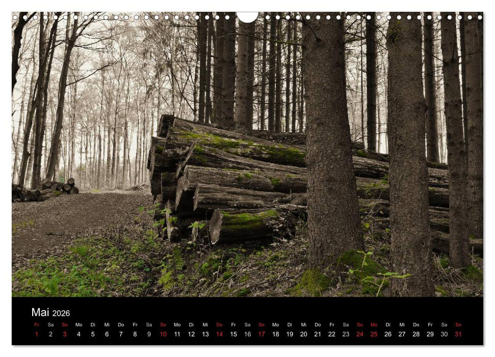 Faszination Wald. Waldimpressionen aus Nordhessen von Lutz Klapp (CALVENDO Wandkalender 2026)
