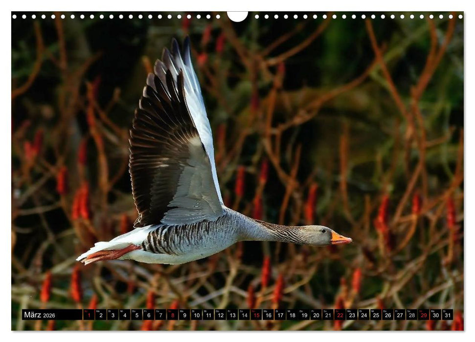 Flugkünstler unter unserem Himmel - Spektakuläre Aufnahmen von Uhu,Krähe,Graugans und Co (CALVENDO Wandkalender 2026)