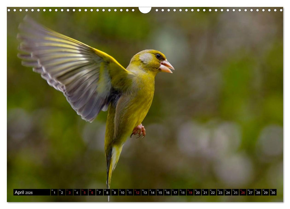 Flugkünstler unter unserem Himmel - Spektakuläre Aufnahmen von Uhu,Krähe,Graugans und Co (CALVENDO Wandkalender 2026)