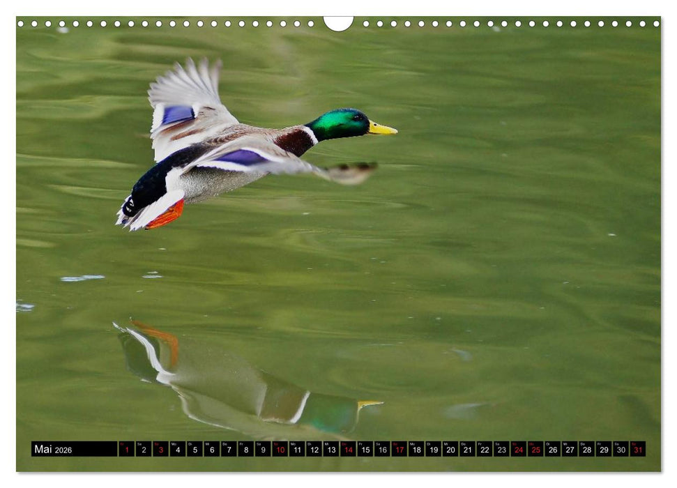 Flugkünstler unter unserem Himmel - Spektakuläre Aufnahmen von Uhu,Krähe,Graugans und Co (CALVENDO Wandkalender 2026)